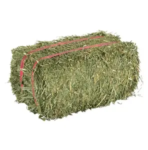 Gran oferta de heno de alfalfa para alimentación animal y semillas, fardos de heno de alfalfa baratos, embalaje de proveedores a granel, piensos para ganado y piensos para caballos