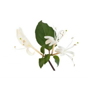 Kanha Nature Oils Huile de parfum de chèvrefeuille Huile essentielle pure Pamplemousse Vente en gros 100% Huile essentielle végétale pure - Product Image 2