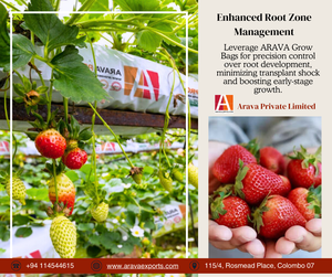 Sacs de culture en fibre de coco ARAVA, écologiques et biodégradables, pour la culture des fraises en serre - Product Image 4
