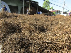 ใบเมโซน่าชิเนนซิสสำหรับชาสมุนไพรธรรมชาติ - Product Image 4