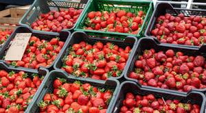 Fraises fraîches de la meilleure qualité, meilleur prix, 100 % naturelles et biologiques, en vente - Product Image 3