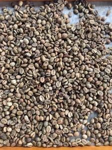 Granos de Café Verde Robusta y Arábica de Primera Calidad de Exportador Vietnamita, Tamaño 16, Crudos y Tostados, Secos, a Granel/Envasados en Bolsas de Yute - Product Image 4