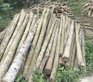 Ready <b>for</b> Export Large Quantity of Wooden Piles <b>for</b> <b>Garden</b> Decoration - Product Image 4