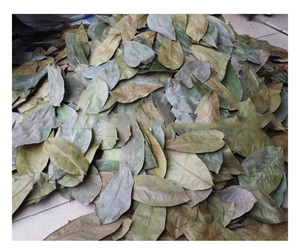 Hoja de Guanábana seca de Vietnam de bajo costo Hoja de Guanábana seca de Graviola Premium para exportación de té Calidad de alta demanda Vendedor superior en todo el mundo - Product Image 3