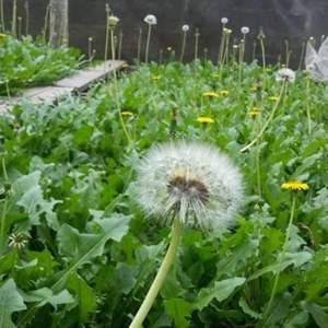 ดอกแดนดิไลออนยาทาแก้พิษประจำวันดอกแดนดิไลออน - Product Image 5