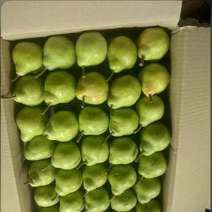 Poires fraîches de qualité supérieure, de classe I, de qualité d'exportation, douces et juteuses, poires de conférence, riches en fibres, vente en gros, expédition mondiale en chaîne du froid - Product Image 6