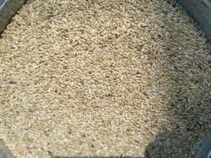 Semillas de Canario Naturales Premium Ecológicas para Canarios, Pinzones y Periquitos, Bolsas de 25-50 kg - Product Image 4