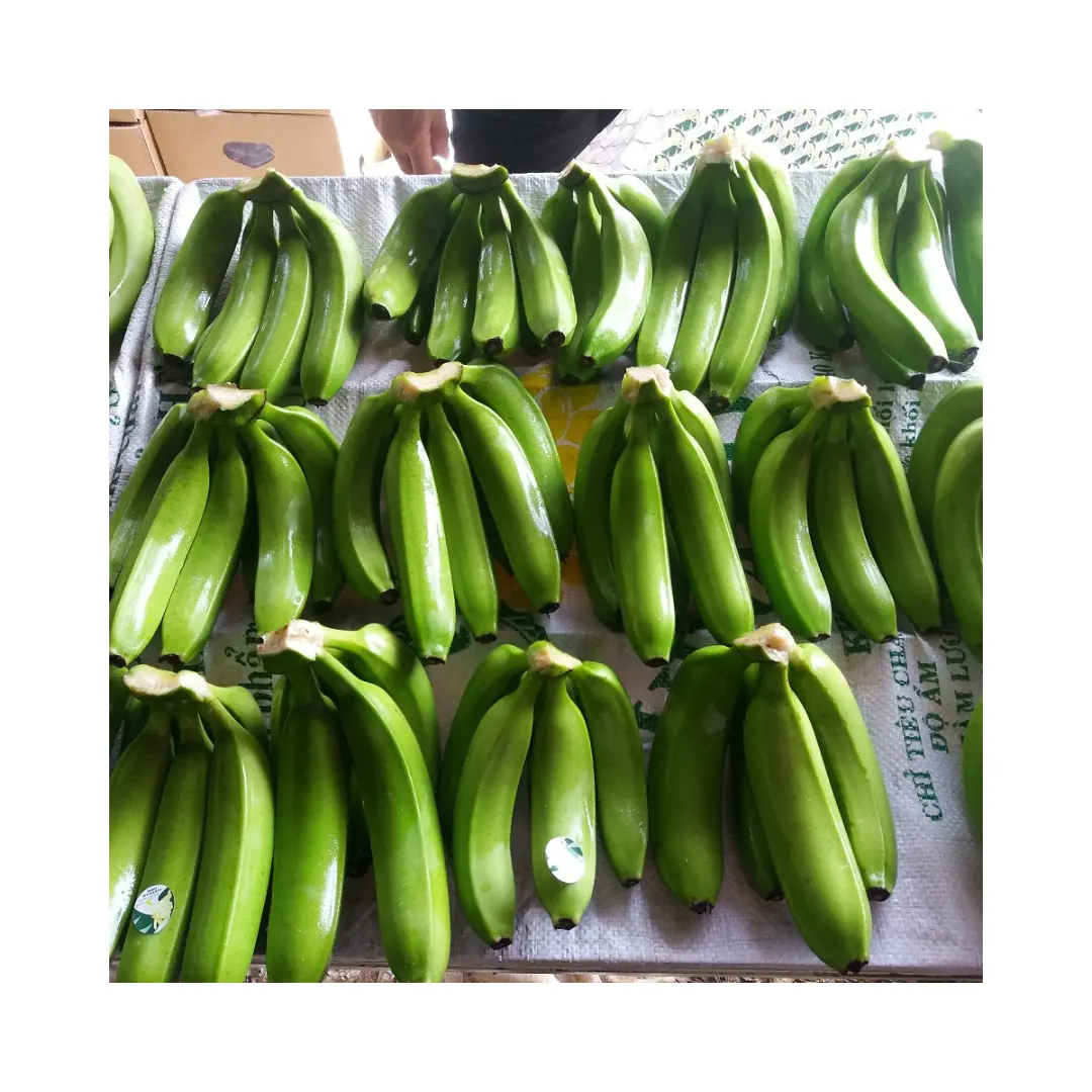 Bonne sélection Exportateurs vietnamiens de bananes fraîches Cavendish Grande taille banane cavendish à bas prix banane cavendish 13 kg