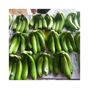 好选择越南新鲜卡文迪许香蕉出口商大尺寸卡文迪许香蕉低价香蕉卡文迪许13千克