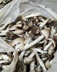 HONGOS TERMITE ORIGINALES DE VIETNAM / FORMA SECA - Product Image 3