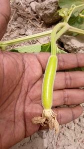Graines hybrides F1 spéciales de courge bouteille Longue Étoile de Lune, pureté 99,99%, germination 85% - Product Image 4