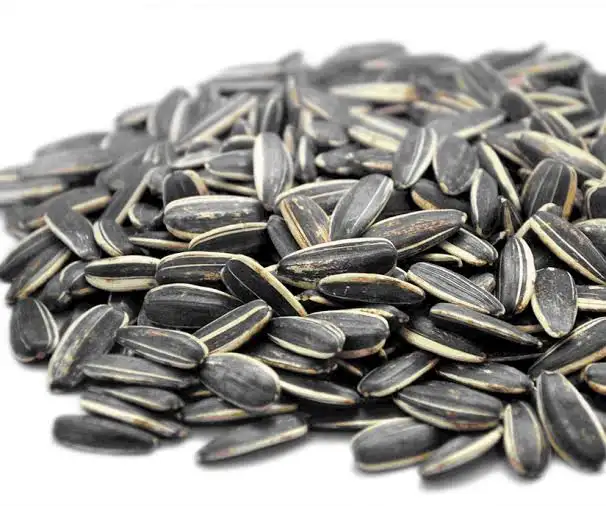 Sementes de girassol jumbo 361, queris de girassol, sementes de girassol