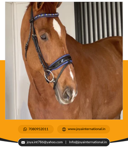 Brida de doma multifuncional ligera de alta calidad, filete de patente inteligente con relleno negro, suministro a granel - Product Image 3