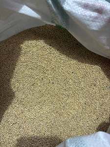 Mijo Blanco y Rojo Premium |   Alimento para Aves y Grado Alimenticio |   99% de Pureza |   Mezclas para Pájaros |   Fabricante y Exportador Mayorista - Product Image 1
