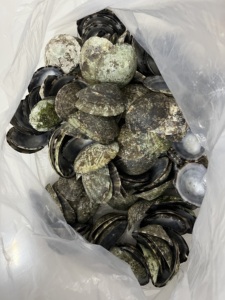 VietChoice ofrece conchas de Lapa pulidas personalizadas 100% artesanías naturales a un precio al por mayor barato directo del fabricante de Vietnam - Product Image 4