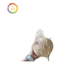 Noix de coco mature en vrac bon marché pour l'exportation avec une teneur élevée en viande et une qualité fiable de la ferme directe - Product Image 6