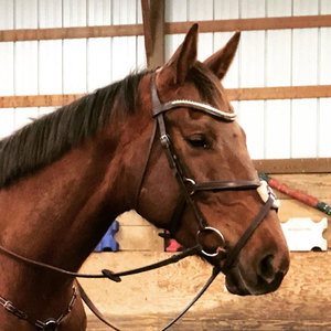 Collare di cavallo testa di cuoio pazzo equestre regolabile su misura marrone sella nuovo arrivo - Product Image 3