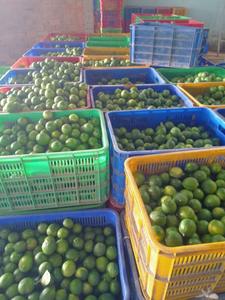 CÍTRICOS FRESCOS SIN SEMILLAS VERDE LIMÓN PARA COCINAR - Product Image 6