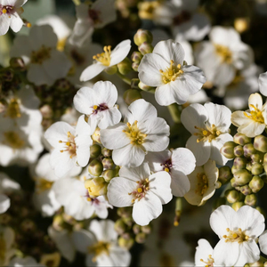 Huile essentielle pure huile pour le corps huile de crambe arbre à thé menthe poivrée lavande eucalyptus orange pour éclaircir raffermissant nourrissant - Product Image 1