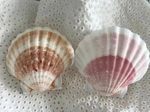 Coquilles Saint-Jacques de haute qualité, parfaites pour la fabrication de bougies, de porte-savon et la décoration intérieure sur le thème côtier - Product Image 6