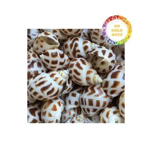 Suministro de conchas marinas a granel de gran oferta para fabricantes y mayoristas con alta calidad y buenos precios de Vietnam - Product Image 5