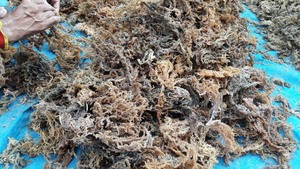 Algues naturelles dans les nuances rouge, or et blanc, algues Cottonii du Vietnam cultivées pour un gel élevé et un traitement propre et respectueux de l'océan - Product Image 4