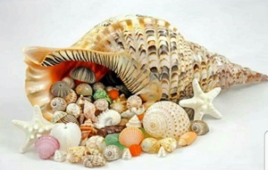 หอยทากทรัมเป็ตยักษ์ทรัมเป็ตธรรมชาติและขัดเงาจากเวียดนามสำหรับการตกแต่งตู้ปลางานฝีมือทางทะเลหรือการใช้ศิลปะเปลือกหอย - Product Image 6