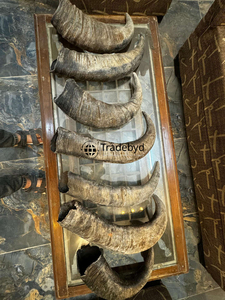 Tradebyd Cuerno único Artesanía Hecho a mano Natural Decorativo Decoración para el hogar Artículos de regalo ecológicos - Product Image 4