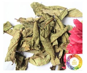 Gran oferta de té de hierbas de hojas de guayaba secas de calidad Premium de Vietnam proveedor a granel Oferta personalizada bebida Natural de hojas de guayaba secas - Product Image 2