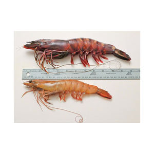 Camarones enteros al por mayor de todos los tamaños, presentados con clasificación de calidad de exportación - Product Image 1