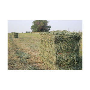 Heno de alfalfa premium procedente de granjas confiables disponible en suministro a granel - Product Image 3