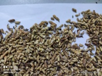 Extrait de fleur de Sophora japonica séchée, qualité supérieure, origine vietnamienne, marque GIMEX, 100% naturel, brut, 20 sachets pour l'agriculture, Rutine