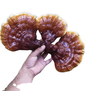 Champignon Reishi en tranches vietnamien de haute qualité de qualité culinaire pour la santé et le bien-être - Product Image 2