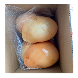 Collection de coquillages décoratifs naturels Idéal pour l'artisanat d'art côtier et la décoration sur le thème nautique - Product Image 1