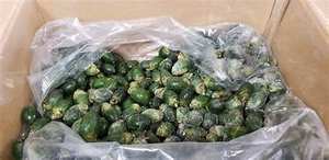 NUEZ BETEL CONGELADA COSECHADA SOSTENIBLEMENTE/INGREDIENTE PURO/DERIVADO DE PLANTAS/SIN PROCESAMIENTO QUÍMICO - Product Image 5