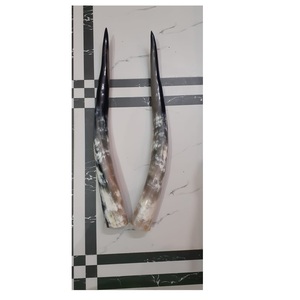 Real Buffalo Pear Horn High Quality <b>Hand</b> <b>Made</b> with Polished Custom Size Low Price and Real Cow Horn Pair Top Sales - Product Image 1