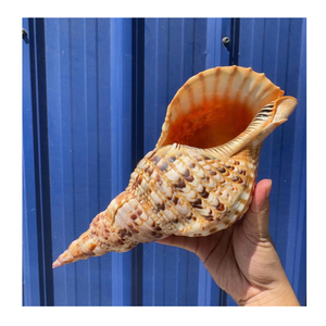 Coque d'artisanat décoratif Trompette Triton Shell exporté par le fournisseur du Vietnam 99 Gold Data Trumpet Triton Shell Use - Product Image 5