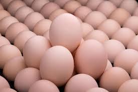 Venta al por mayor de huevos para incubar Ross 308 Asequible Ross 308 huevos de aves de corral - Product Image 6