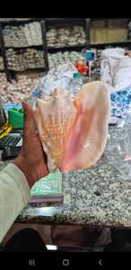 Lớn Vương miện Triton vỏ ốc xà cừ đại dương tự nhiên rỗng trumpet biển vỏ đánh bóng charonia vỏ sò Tom - Product Image 6