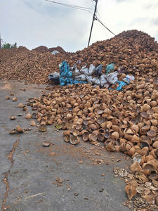 Cáscara de Coco Cruda Premium de Calidad Limpia para Productores Artesanales y Fabricantes de Briquetas de Carbón Vegetal a Granel - Product Image 4