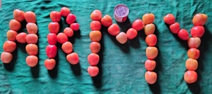 Semillas de Tomate Híbrido ARMY F1 - Product Image 6