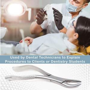 Pince d'extraction de dents en acier inoxydable Instruments dentaires Pince dentaire à motif américain Pince d'extraction dentaire - Product Image 4