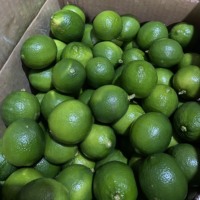 Citron vert frais/citron sans pépins de qualité supérieure du Vietnam 10 kg (WhatsApp Mme Pinky +84 359268 345)