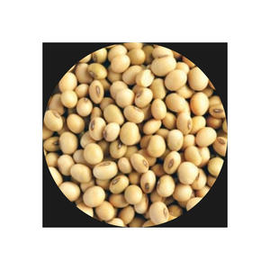 GMO และ Non GMO ถั่วเหลือง/ถั่วเหลืองสำหรับขาย - Product Image 1