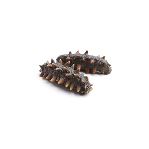 Dưa chuột biển tươi cao cấp với giá thị trường tốt - Product Image 4