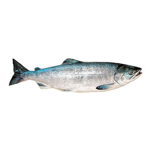 Pescado Gema Congelado IQF de Aguas Profundas, Alto en Proteínas, Carne Blanca, Calidad Premium, Suministro a Granel para Restaurantes, Exportación, Limpio, Envasado, Bajo en Carbohidratos - Product Image 4