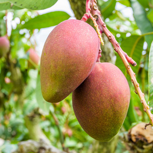 Mango Fresco, Dulce, Natural, Orgánico, de Alta Calidad, Venta al por Mayor, Exportación a Todo el Mundo, Entrega Rápida, en Existencia, Mejor Precio - Product Image 5