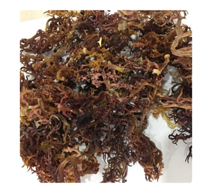 Fournisseur vietnamien proposant de l'algue cotonii pour l'exportation en grande quantité - Product Image 3