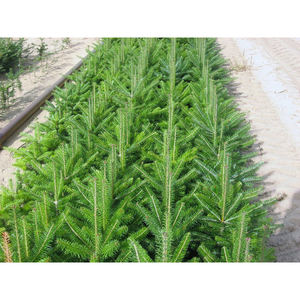 เฟรเซอร์ต้นเฟอร์สดเก็บเข็มได้ยาวนานกิ่งที่แข็งแรงเหมาะสำหรับการตกแต่งภายใน - Product Image 4