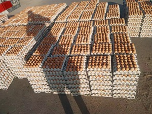 Œufs de table frais et propres de qualité supérieure, emballés hygiéniquement dans des cartons avec livraison rapide - Product Image 6